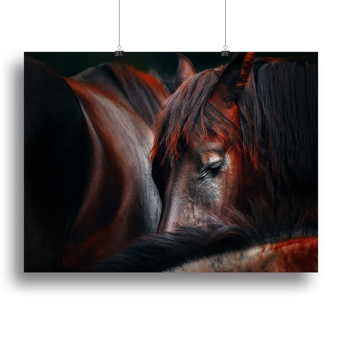 Horses Sleep In A Huddle Canvas Print or Poster - Canvas Art Rocks - 2