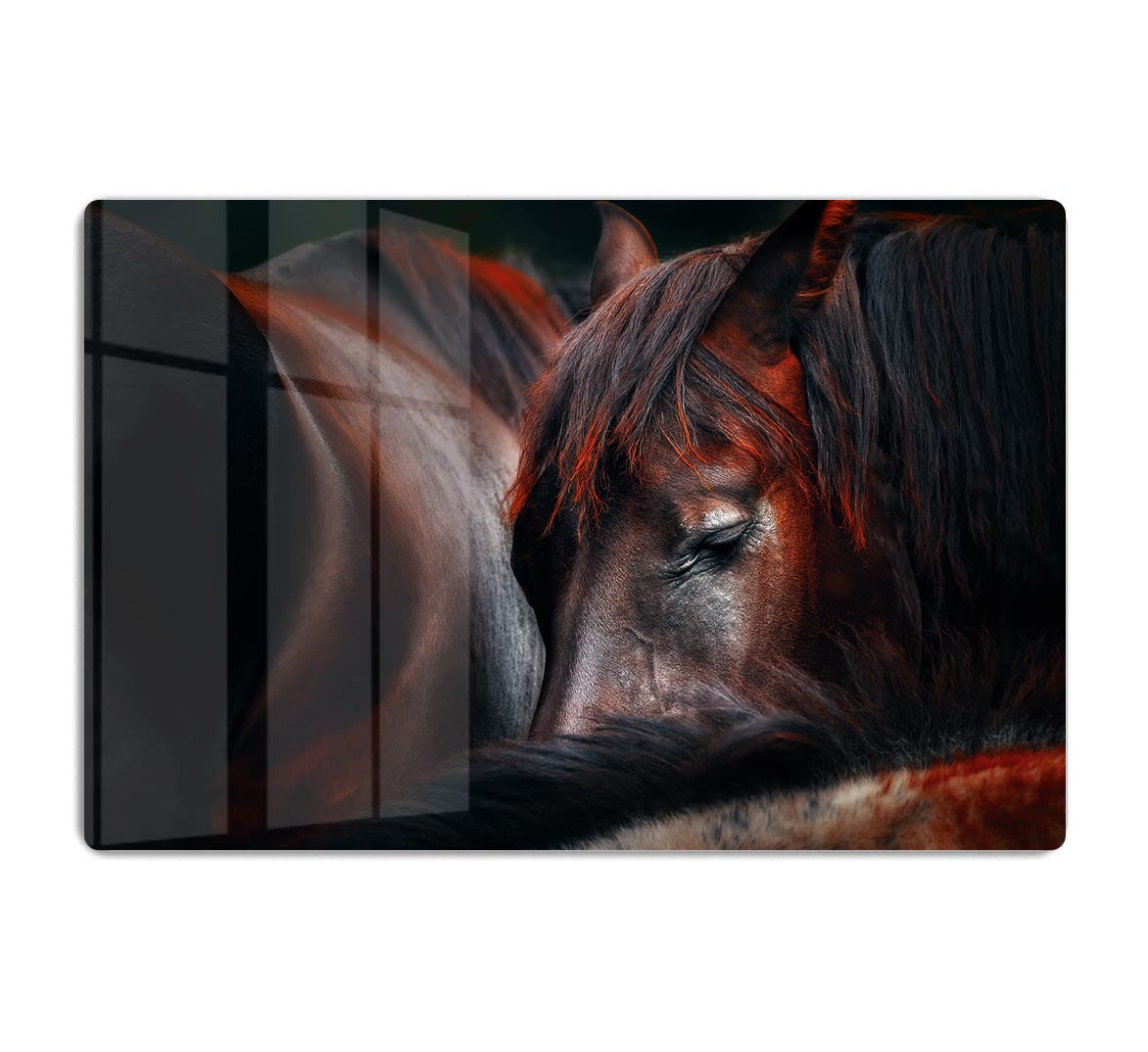 Horses Sleep In A Huddle HD Metal Print - Canvas Art Rocks - 1