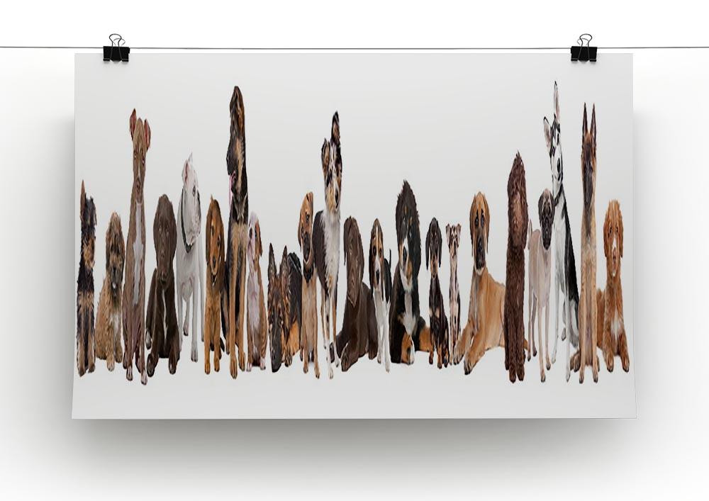22 puppy dogs in a row in front of a white background Canvas Print or Poster - Canvas Art Rocks - 2