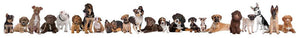 22 puppy dogs in a row in front of a white background Wall Mural Wallpaper - Canvas Art Rocks - 1