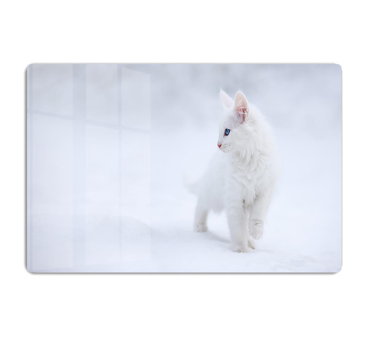 Kitten White as Snow HD Metal Print - Canvas Art Rocks - 1