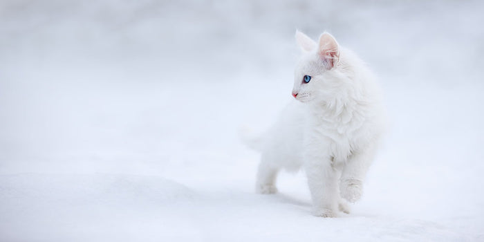 Kitten White as Snow Wall Mural Wallpaper