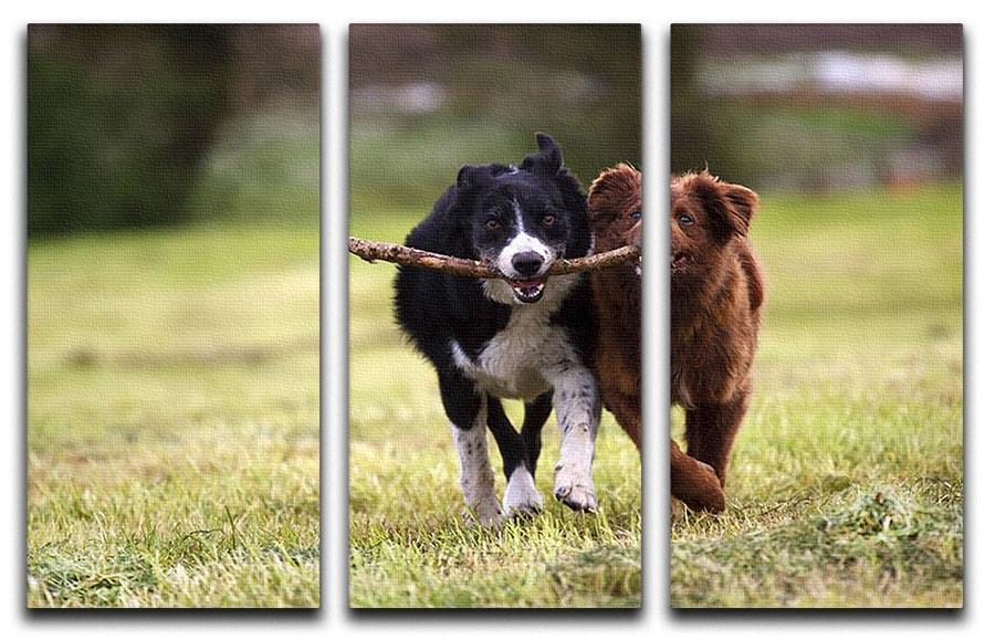 2 border collie dogs fetching a stick in open field 3 Split Panel Canvas Print - Canvas Art Rocks - 1