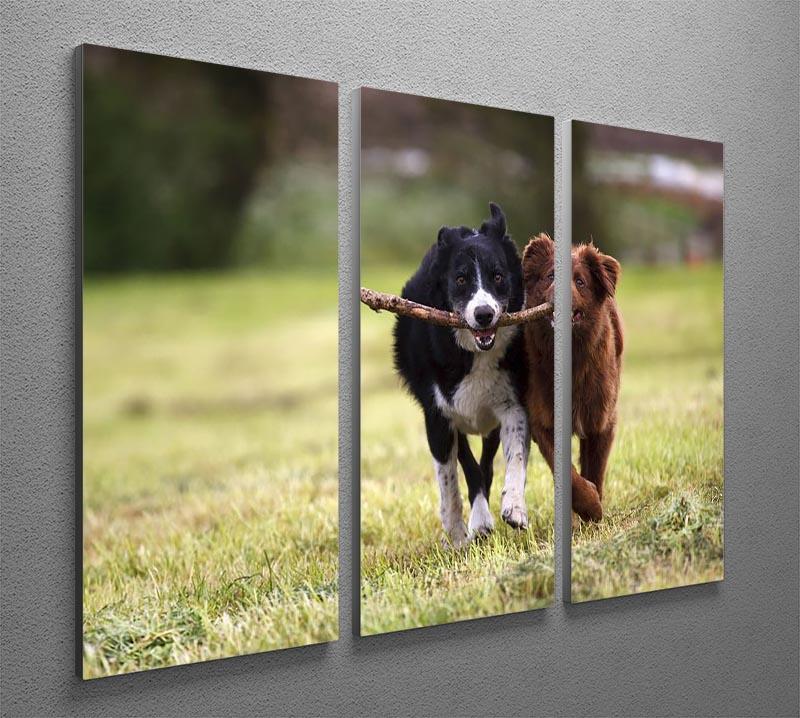 2 border collie dogs fetching a stick in open field 3 Split Panel Canvas Print - Canvas Art Rocks - 2