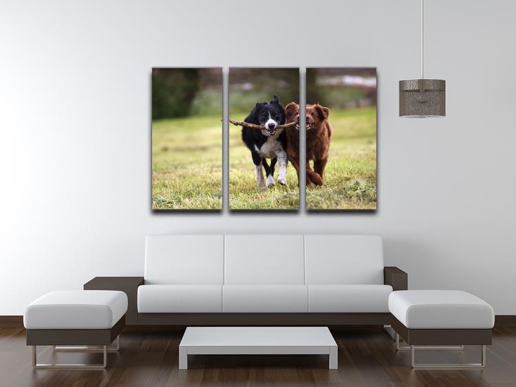 2 border collie dogs fetching a stick in open field 3 Split Panel Canvas Print - Canvas Art Rocks - 3