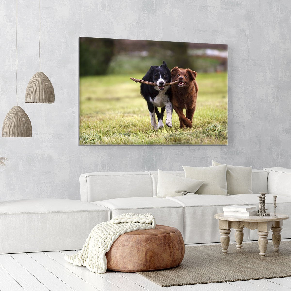 2 border collie dogs fetching a stick in open field Canvas Print or Poster
