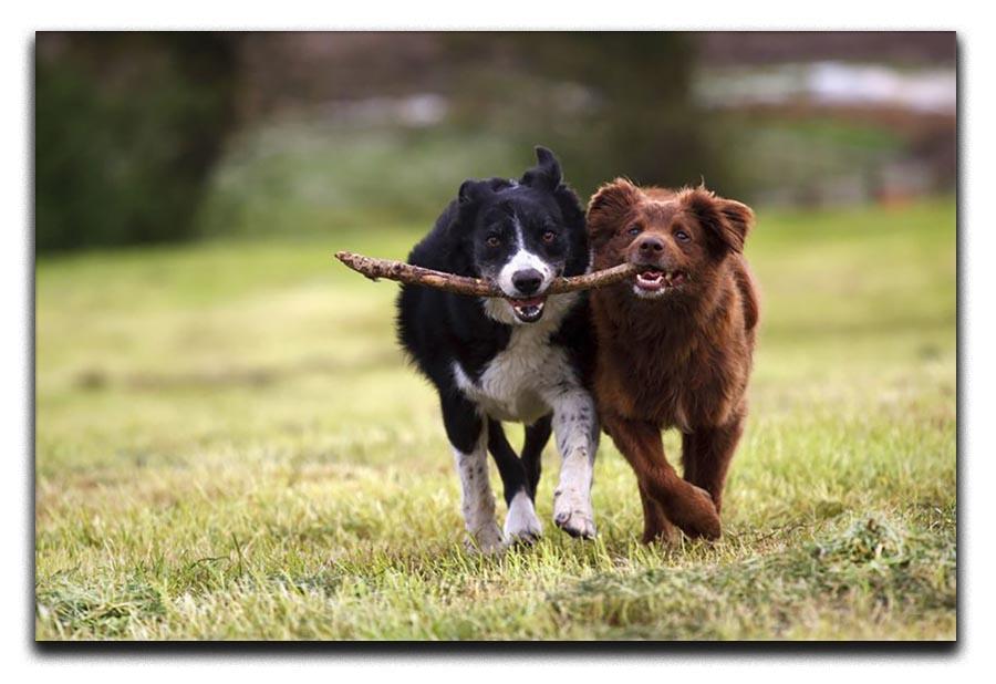 2 border collie dogs fetching a stick in open field Canvas Print or Poster - Canvas Art Rocks - 1