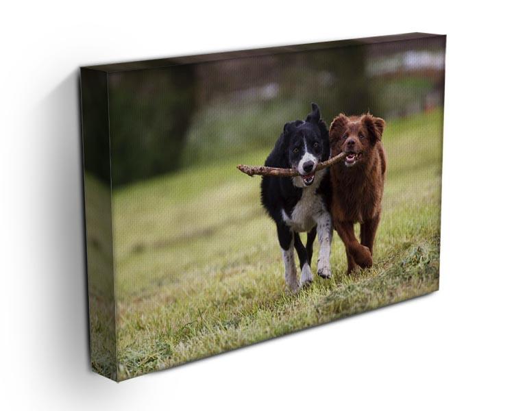 2 border collie dogs fetching a stick in open field Canvas Print or Poster - Canvas Art Rocks - 3