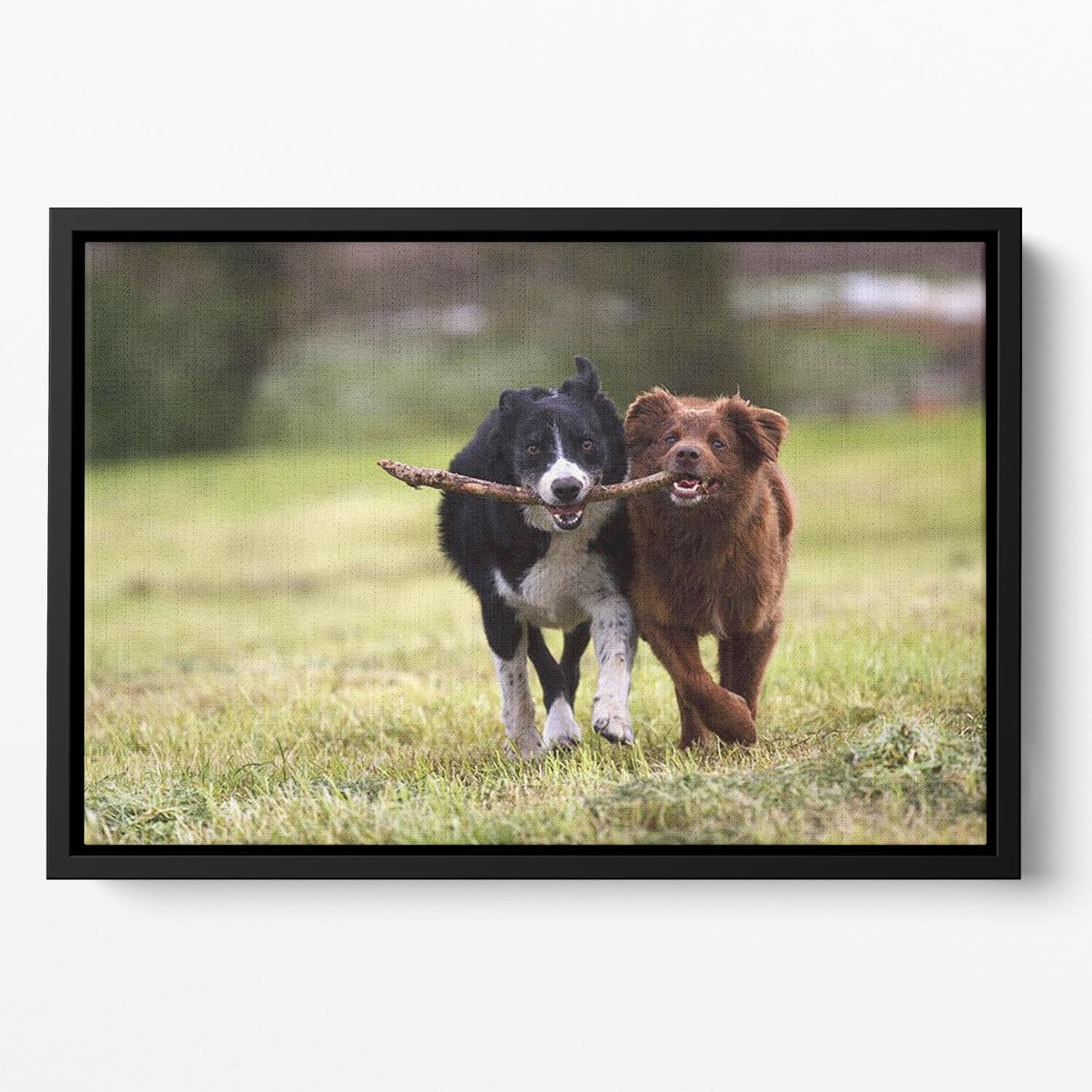 2 border collie dogs fetching a stick in open field Floating Framed Canvas - Canvas Art Rocks - 2