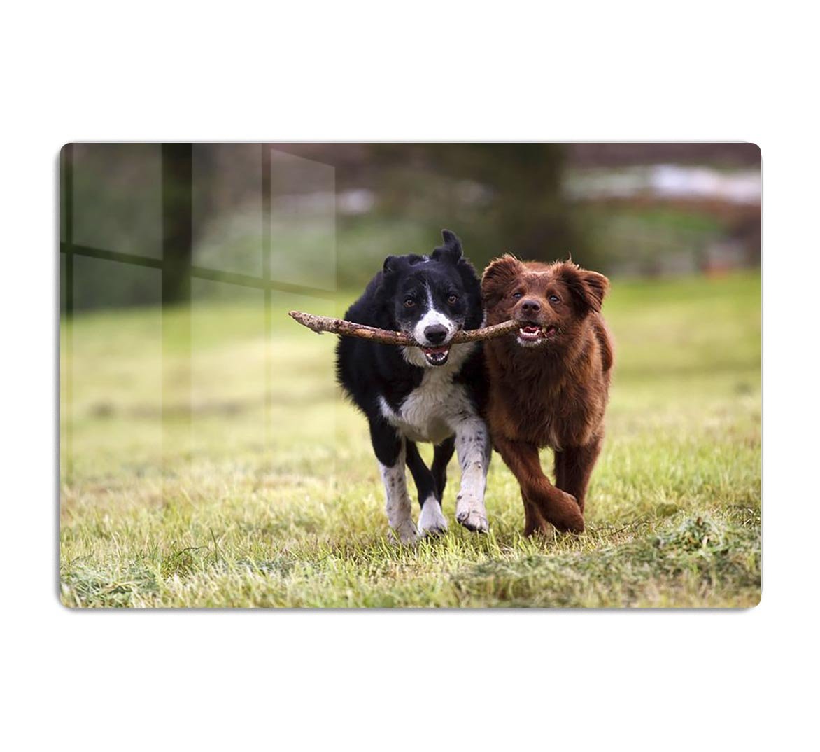 2 border collie dogs fetching a stick in open field HD Metal Print - Canvas Art Rocks - 1