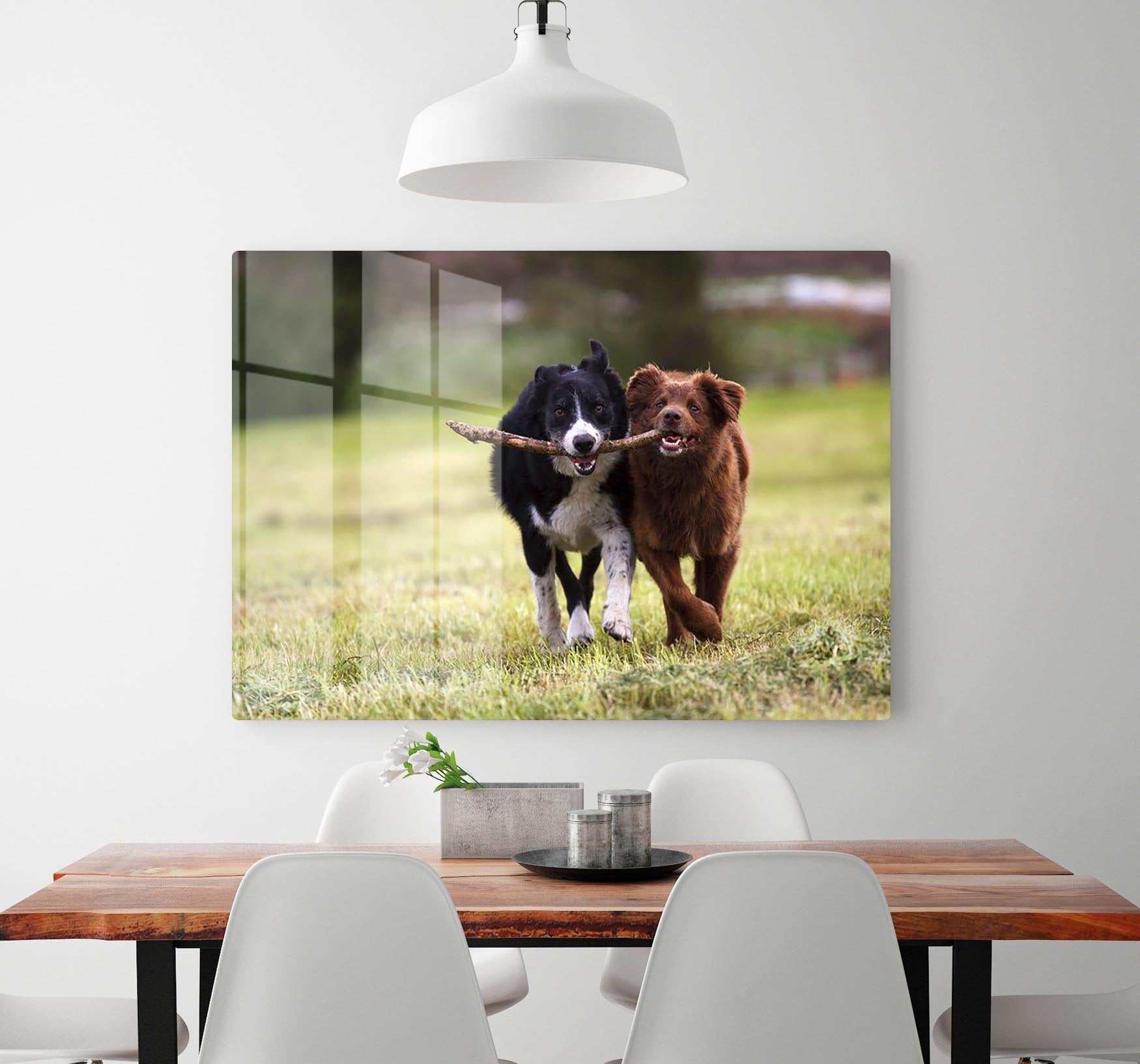 2 border collie dogs fetching a stick in open field HD Metal Print - Canvas Art Rocks - 2