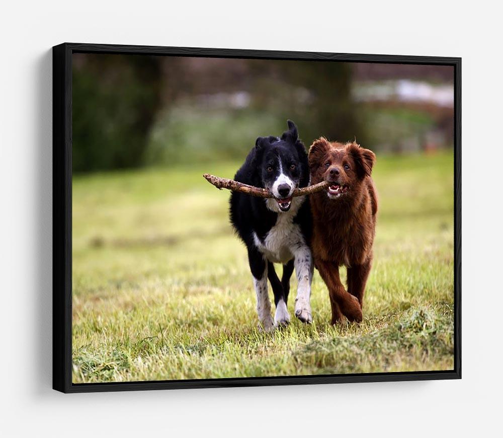 2 border collie dogs fetching a stick in open field HD Metal Print - Canvas Art Rocks - 6