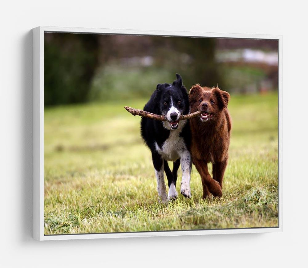 2 border collie dogs fetching a stick in open field HD Metal Print - Canvas Art Rocks - 7