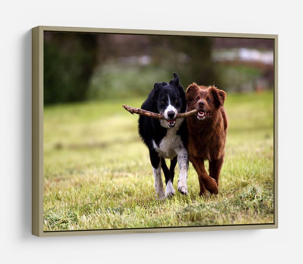 2 border collie dogs fetching a stick in open field HD Metal Print - Canvas Art Rocks - 8