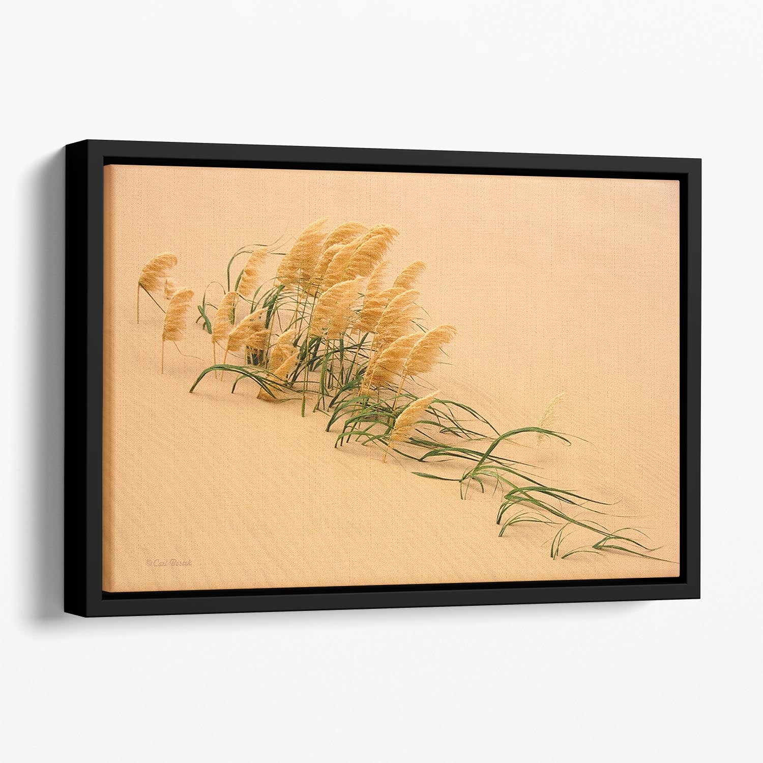Pampas Grass In Sand Dune Floating Framed Canvas - Canvas Art Rocks - 1