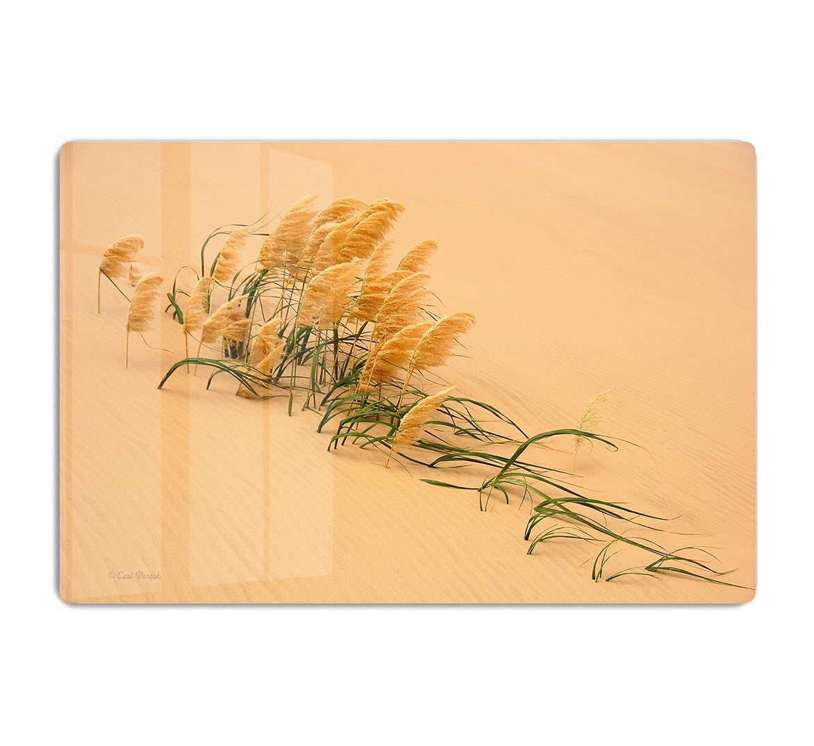 Pampas Grass In Sand Dune HD Metal Print - Canvas Art Rocks - 1