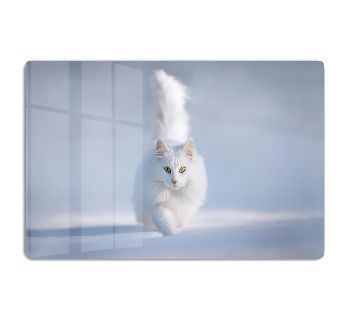 White Kitten Running In Snow HD Metal Print - Canvas Art Rocks - 1