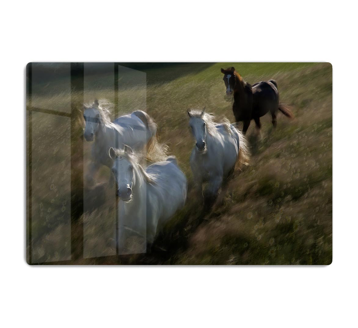 Horses Gallop in HD Metal Print - Canvas Art Rocks - 1