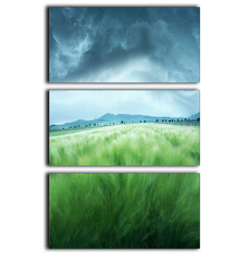 Barley Field 3 Split Panel Canvas Print - Canvas Art Rocks - 1