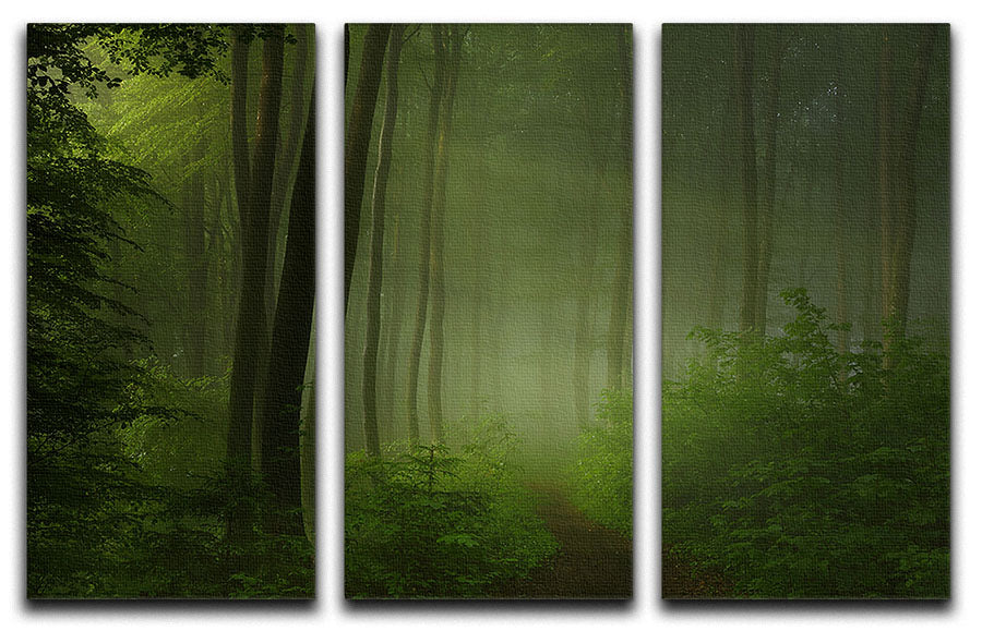 Forest Morning 3 Split Panel Canvas Print - Canvas Art Rocks - 1