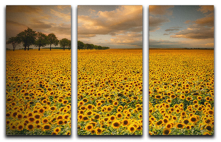 Sunflowers 3 Split Panel Canvas Print - Canvas Art Rocks - 1
