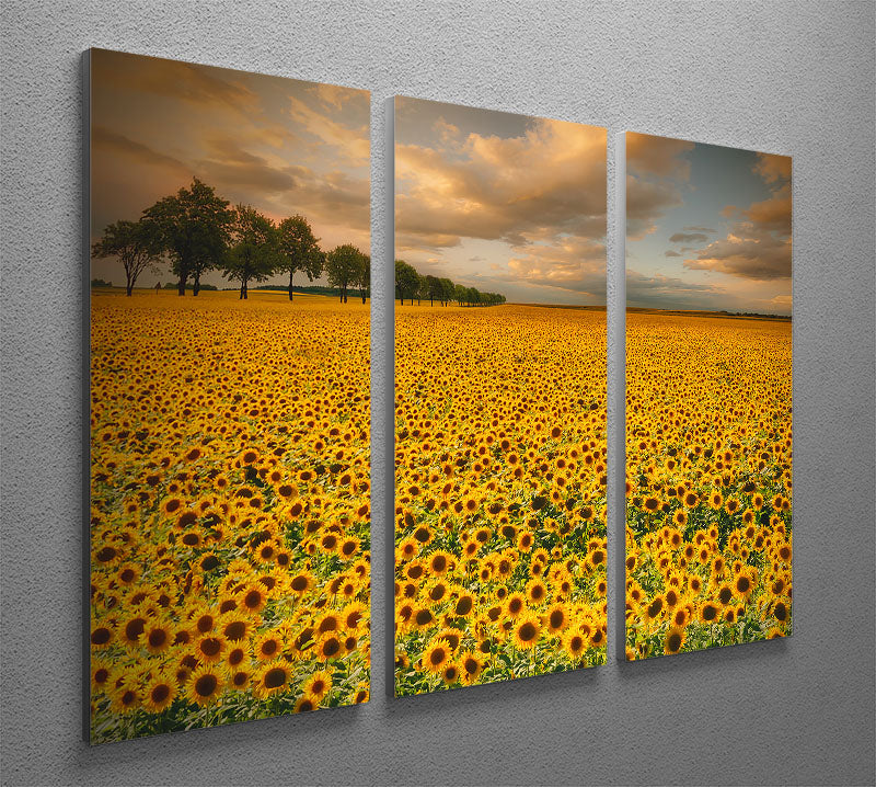 Sunflowers 3 Split Panel Canvas Print - Canvas Art Rocks - 2