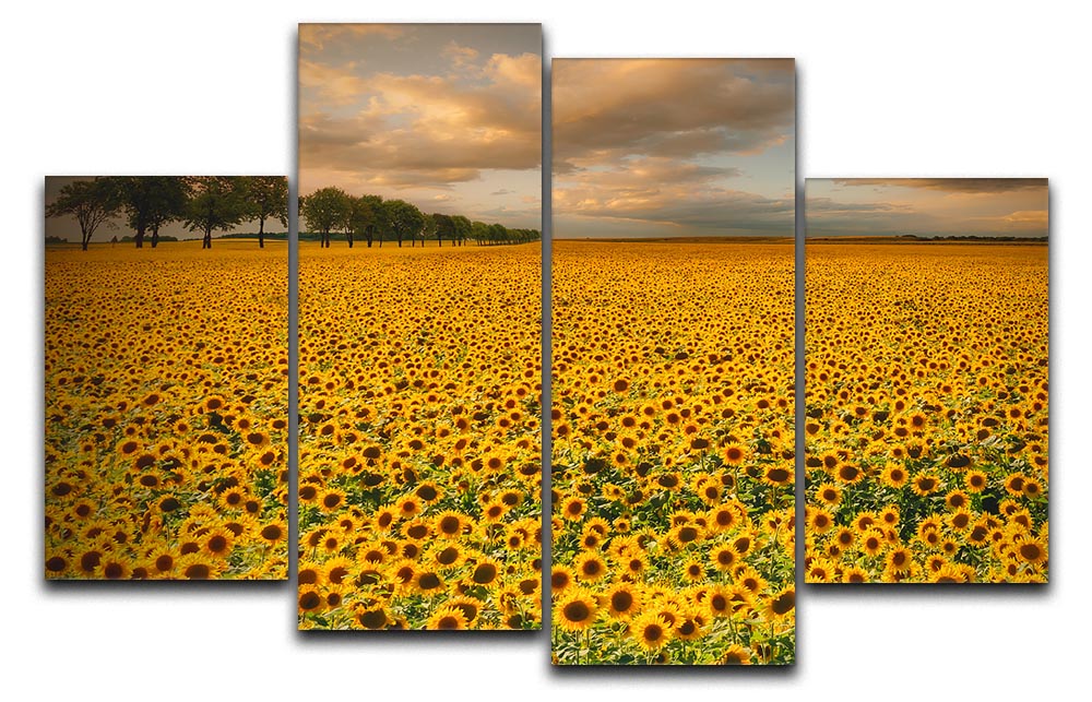 Sunflowers 4 Split Panel Canvas - Canvas Art Rocks - 1