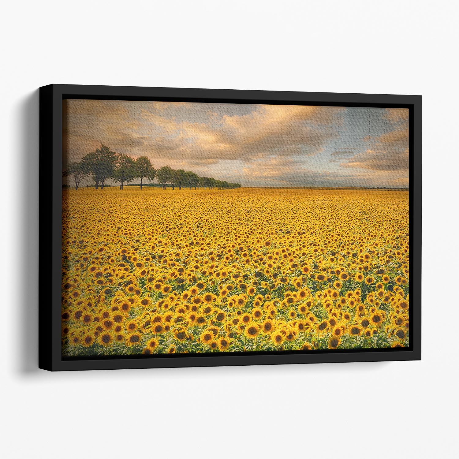 Sunflowers Floating Framed Canvas - Canvas Art Rocks - 1