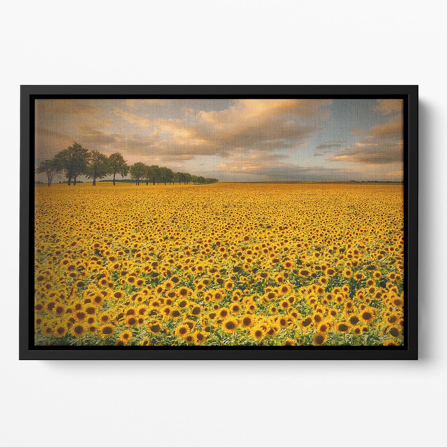 Sunflowers Floating Framed Canvas - Canvas Art Rocks - 2