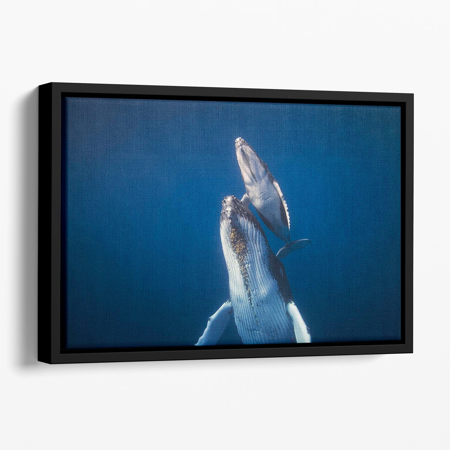 Come Back To The Surface Floating Framed Canvas - Canvas Art Rocks - 1