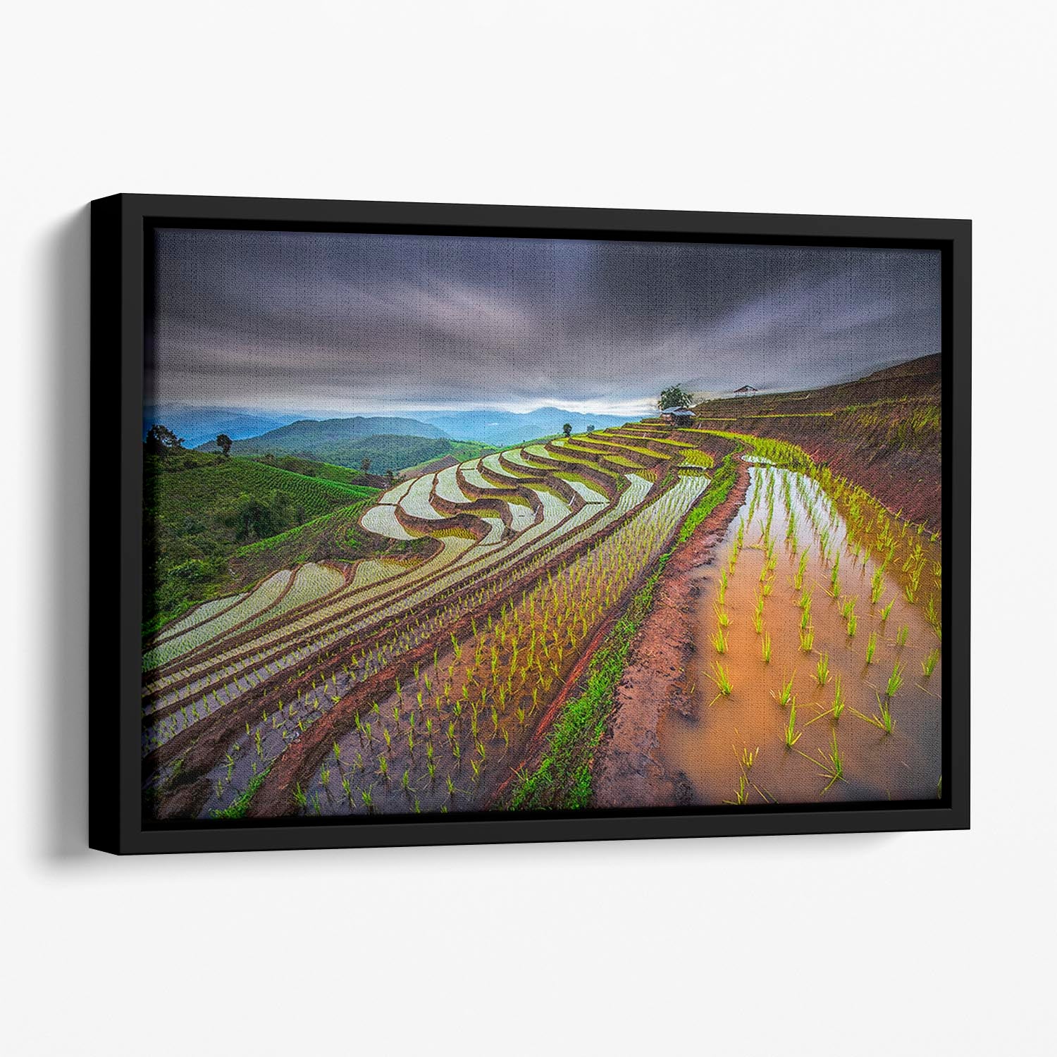 Unseen Rice Field Floating Framed Canvas - Canvas Art Rocks - 1