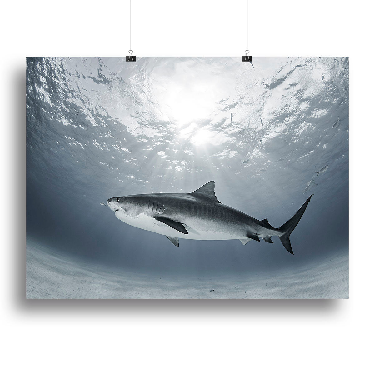 Tiger Rays Canvas Print or Poster - Canvas Art Rocks - 2