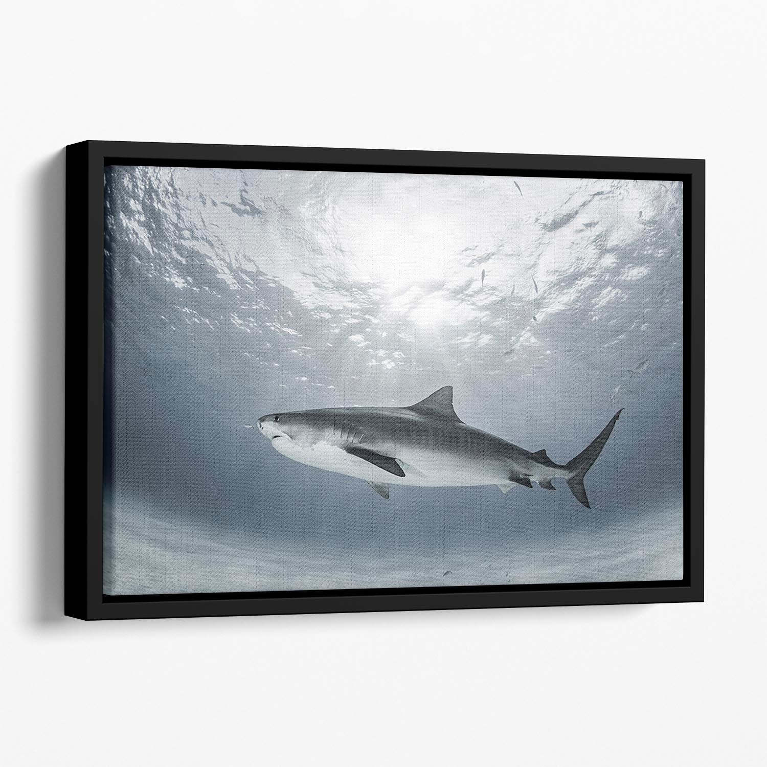 Tiger Rays Floating Framed Canvas - Canvas Art Rocks - 1