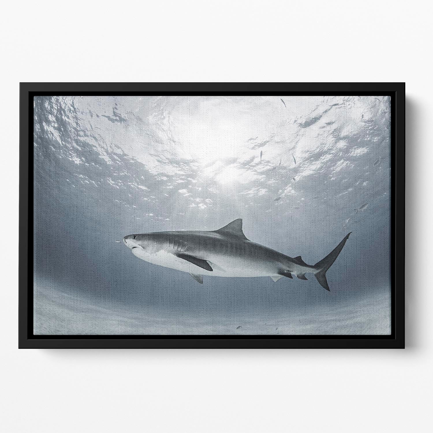 Tiger Rays Floating Framed Canvas - Canvas Art Rocks - 2