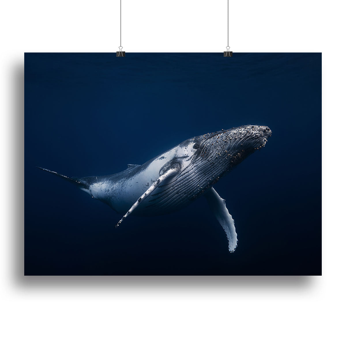 Humpback Whale In Blue Canvas Print or Poster - Canvas Art Rocks - 2
