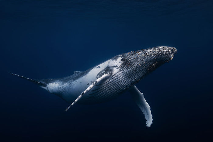 Humpback Whale In Blue Wall Mural Wallpaper