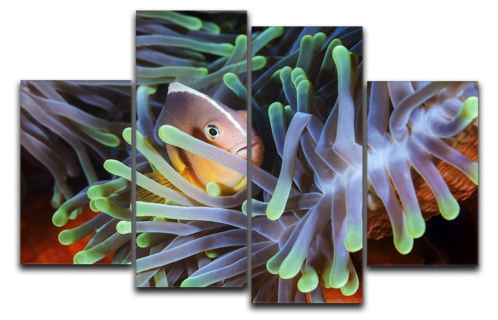 Clownfish 4 Split Panel Canvas - Canvas Art Rocks - 1