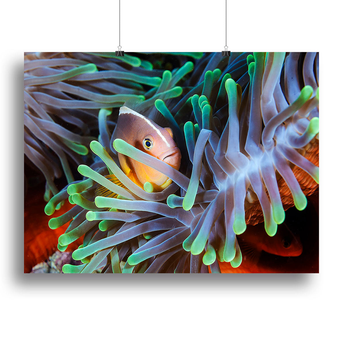 Clownfish Canvas Print or Poster - Canvas Art Rocks - 2