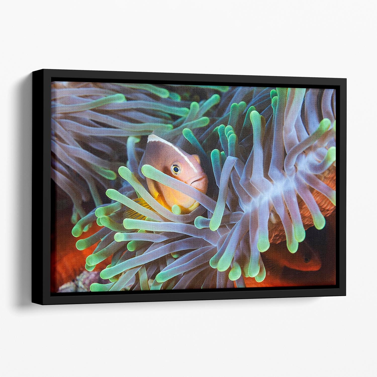Clownfish Floating Framed Canvas - Canvas Art Rocks - 1