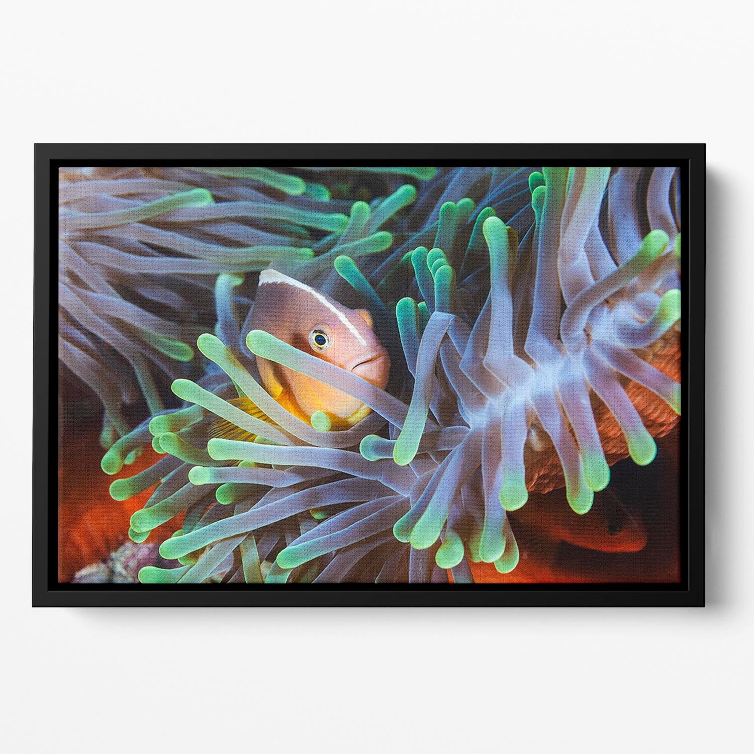 Clownfish Floating Framed Canvas - Canvas Art Rocks - 2