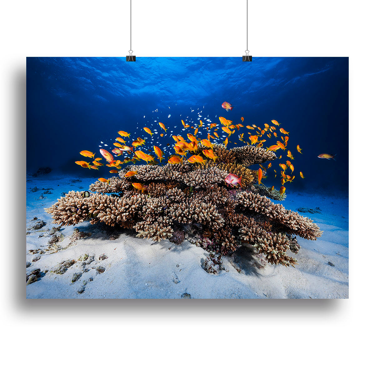 Marine Life Canvas Print or Poster - Canvas Art Rocks - 2