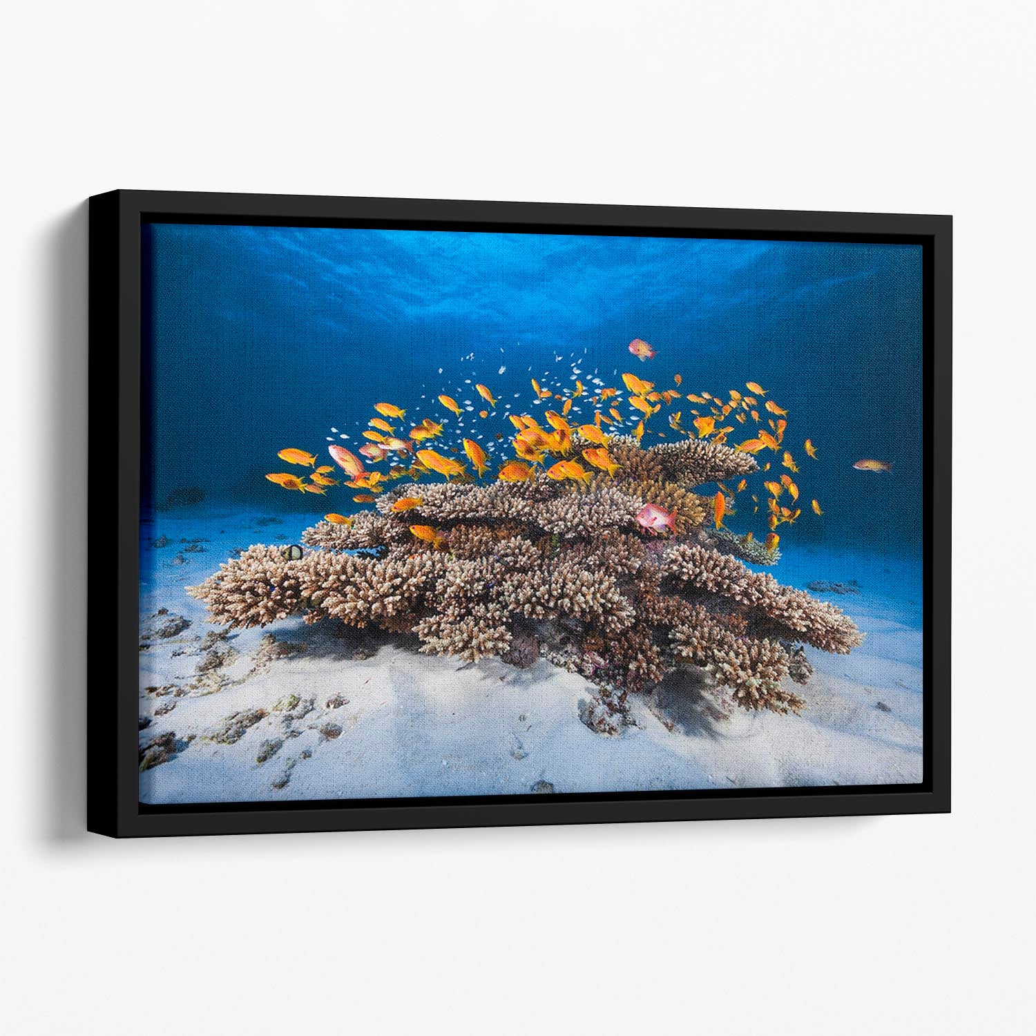 Marine Life Floating Framed Canvas - Canvas Art Rocks - 1
