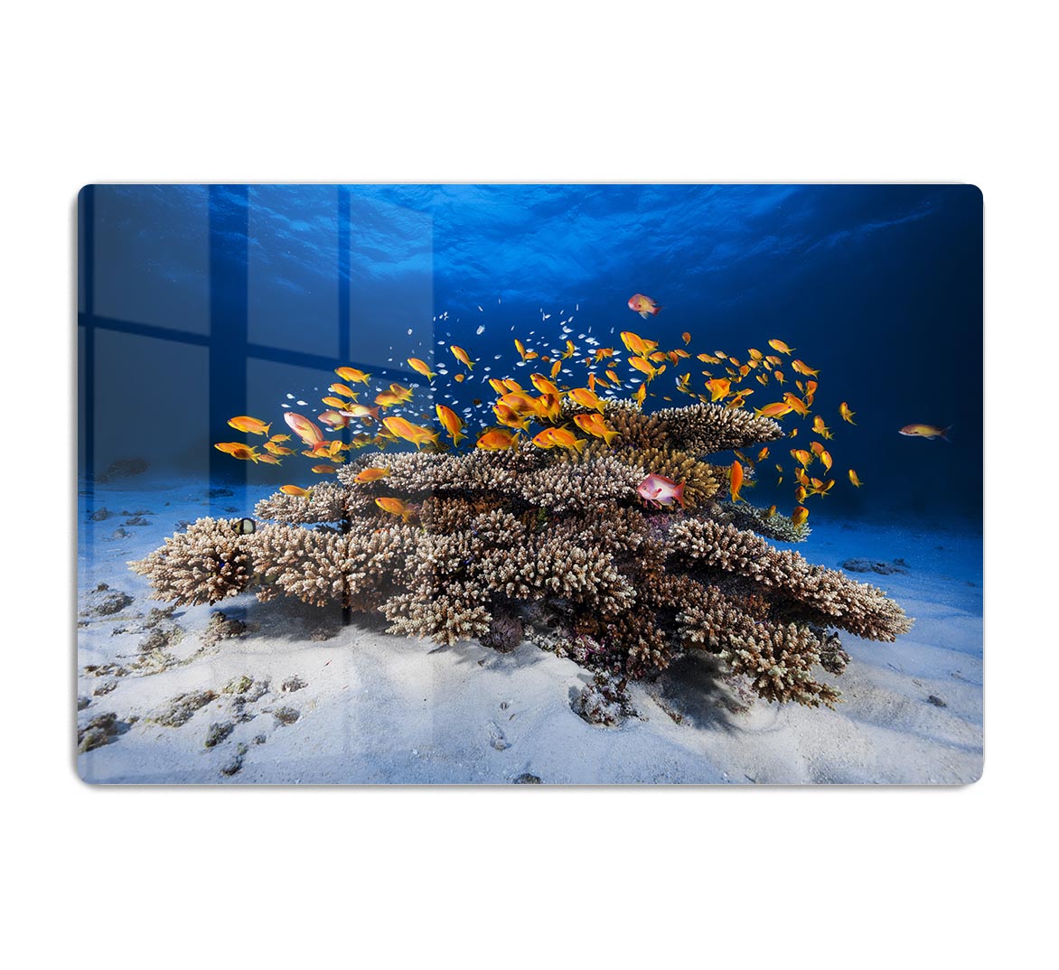 Marine Life HD Metal Print - Canvas Art Rocks - 1