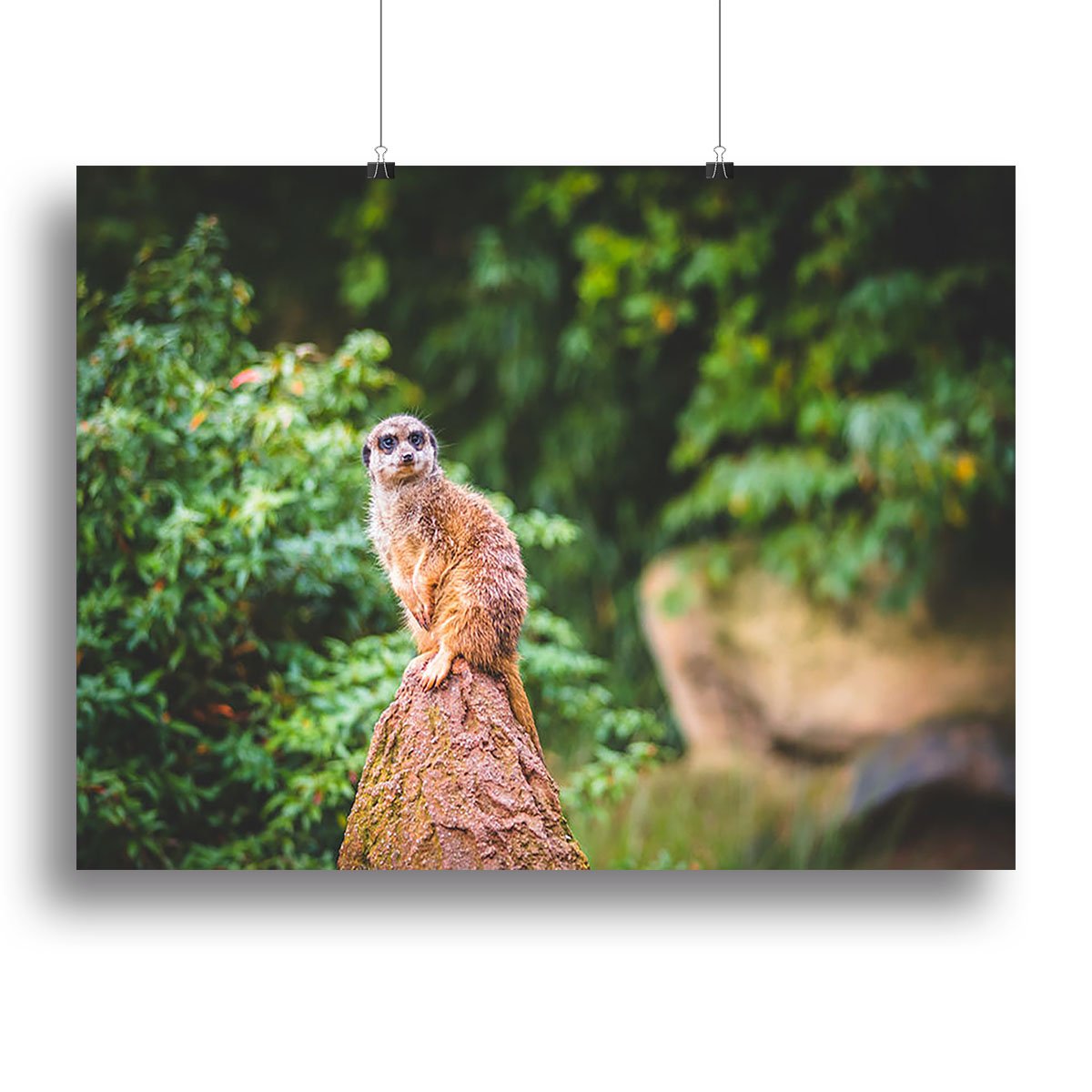 A Meerkats full attention Canvas Print or Poster
