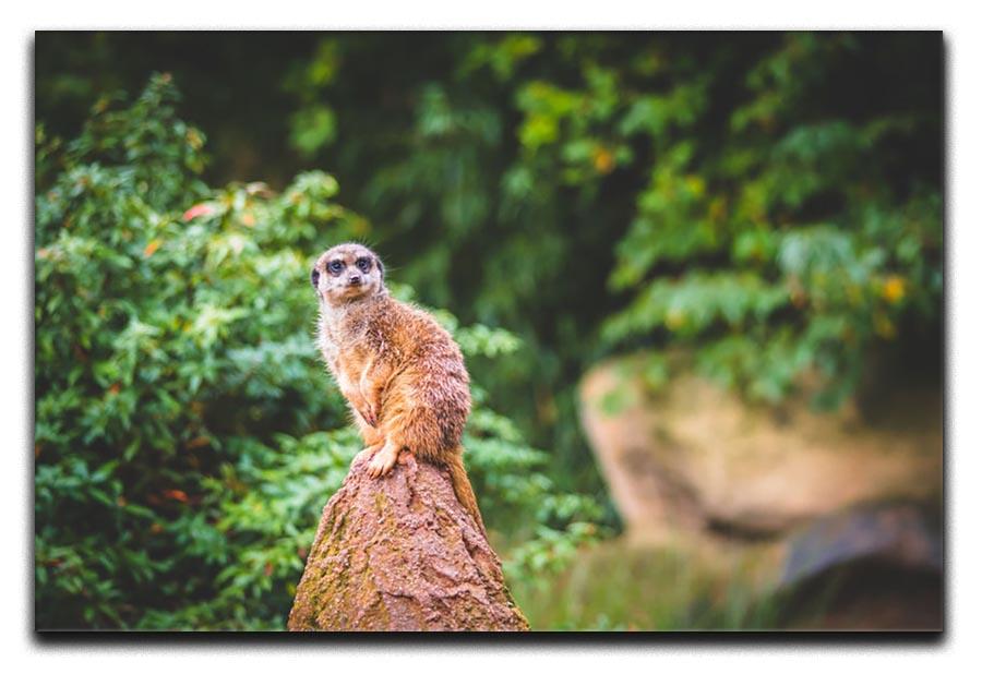 A Meerkats full attention Canvas Print or Poster - Canvas Art Rocks - 1