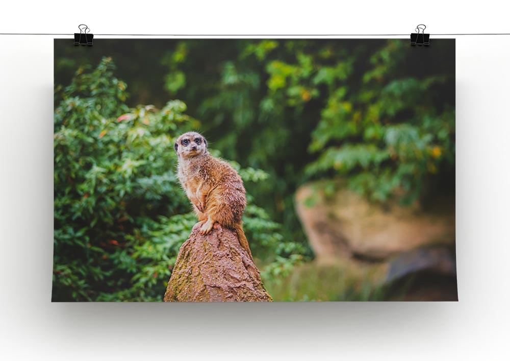 A Meerkats full attention Canvas Print or Poster - Canvas Art Rocks - 2
