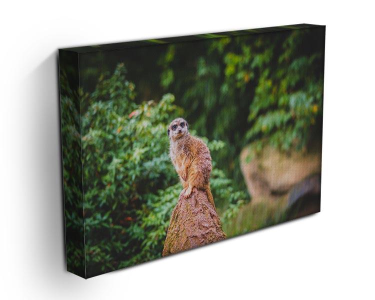 A Meerkats full attention Canvas Print or Poster - Canvas Art Rocks - 3