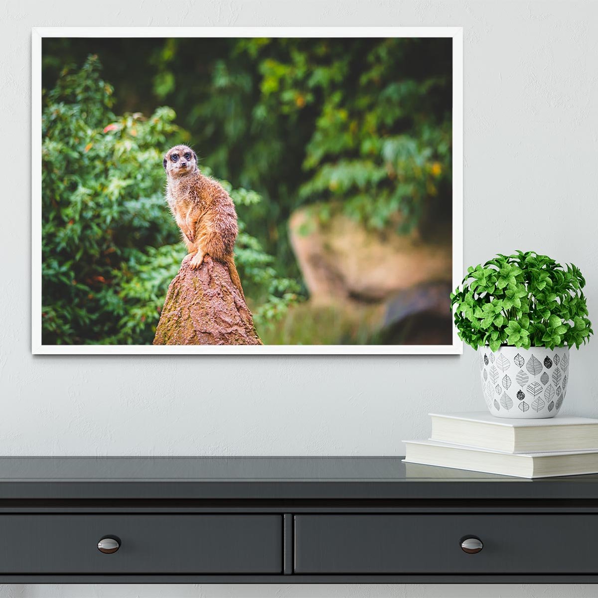 A Meerkats full attention Framed Print - Canvas Art Rocks -6