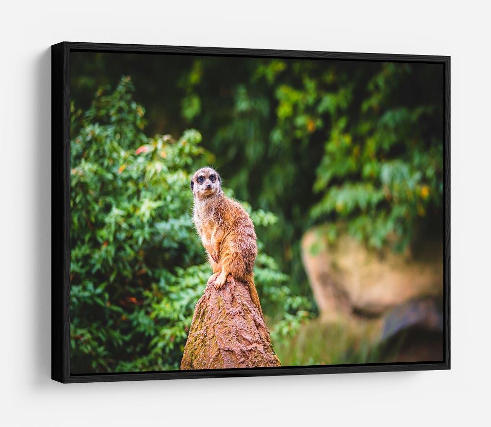 A Meerkats full attention HD Metal Print - Canvas Art Rocks - 6
