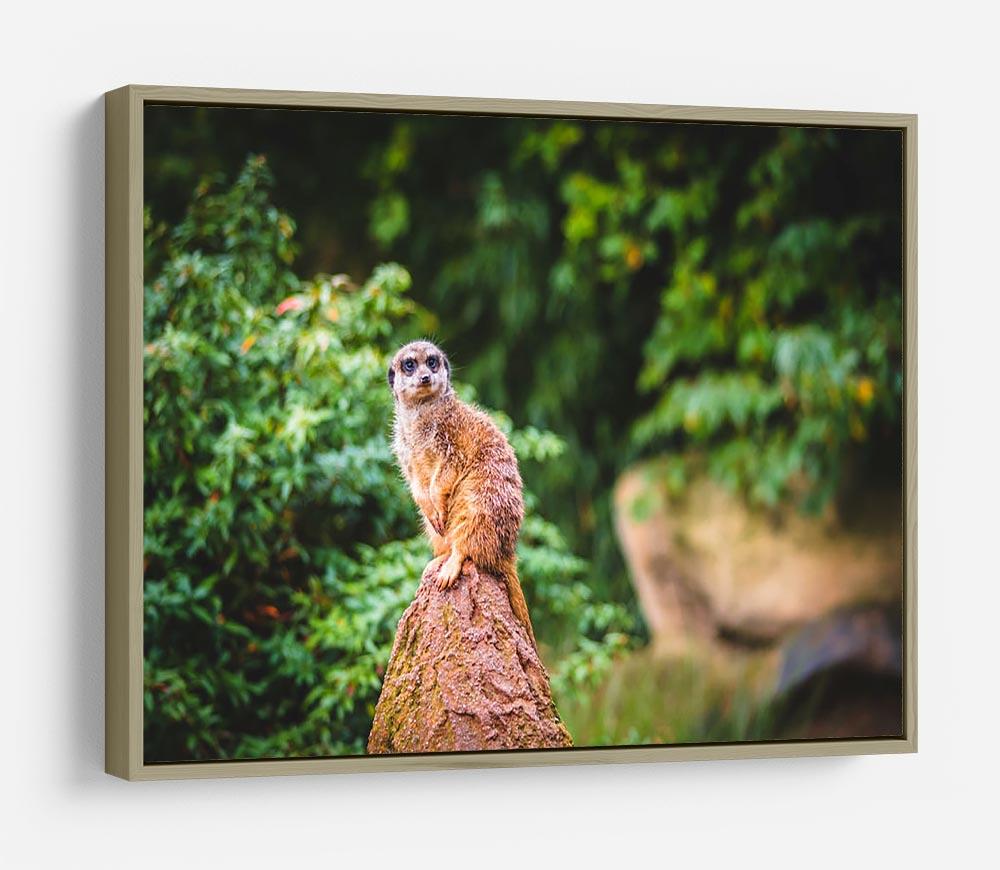 A Meerkats full attention HD Metal Print - Canvas Art Rocks - 8
